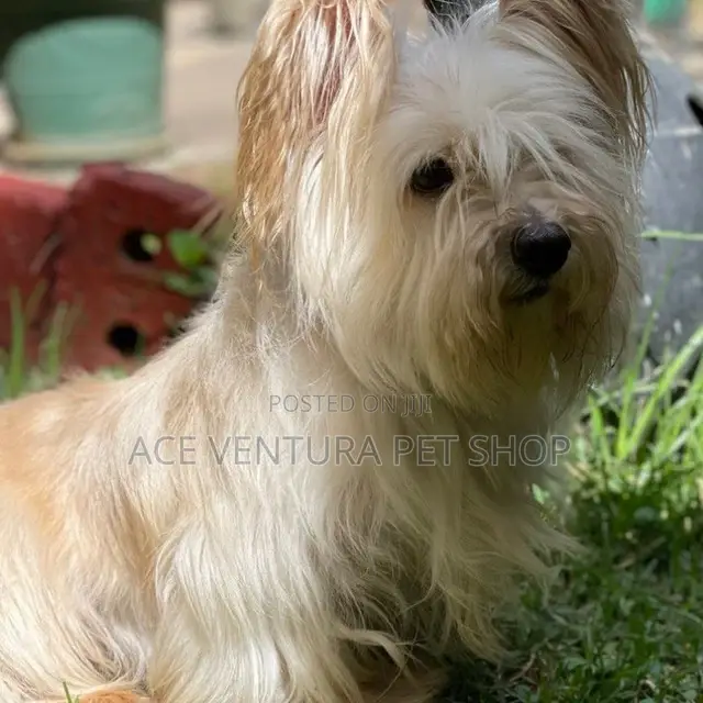 1-3 months Male Purebred Maltese