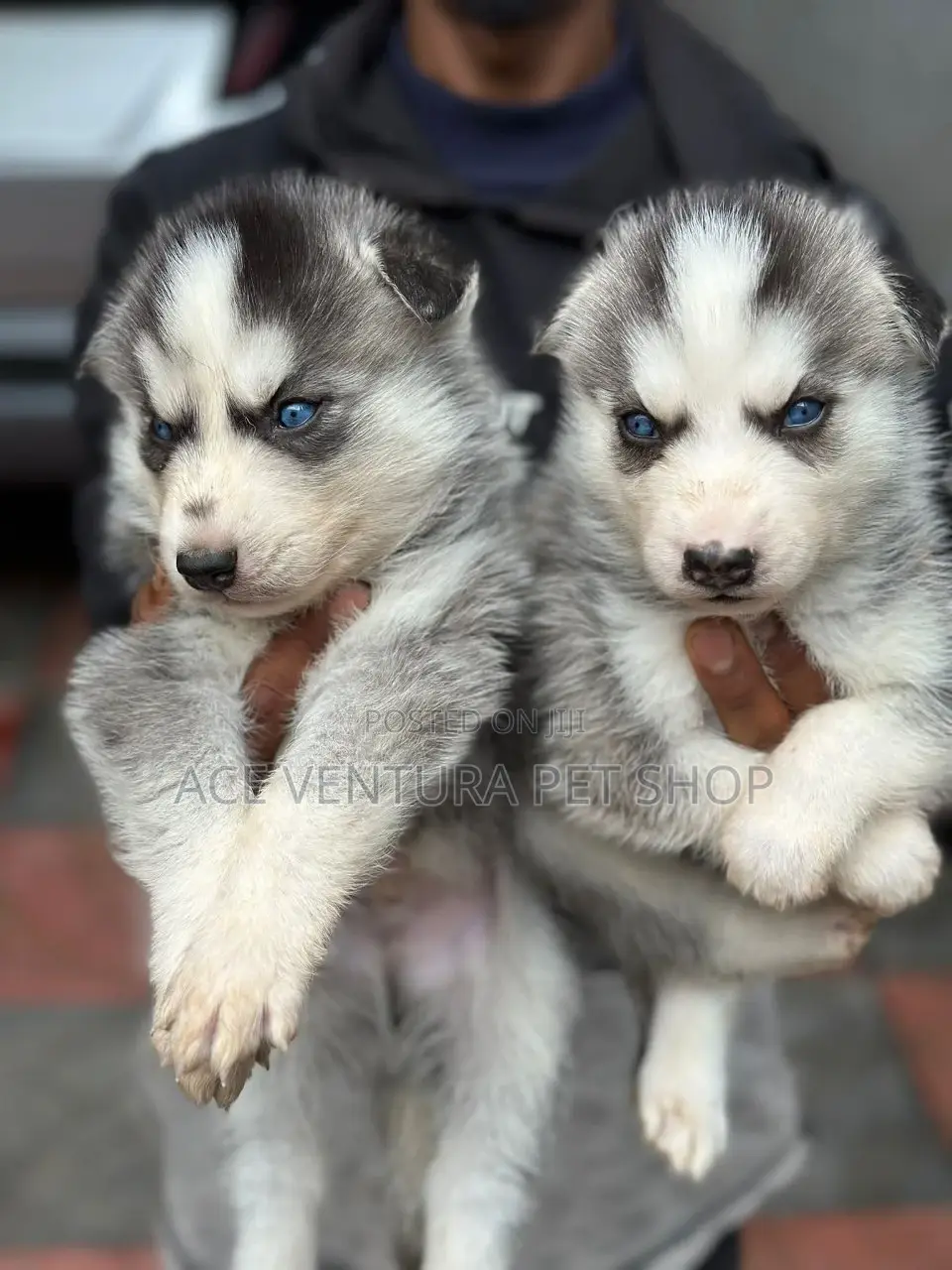 1-3 months Male Purebred Siberian Husky