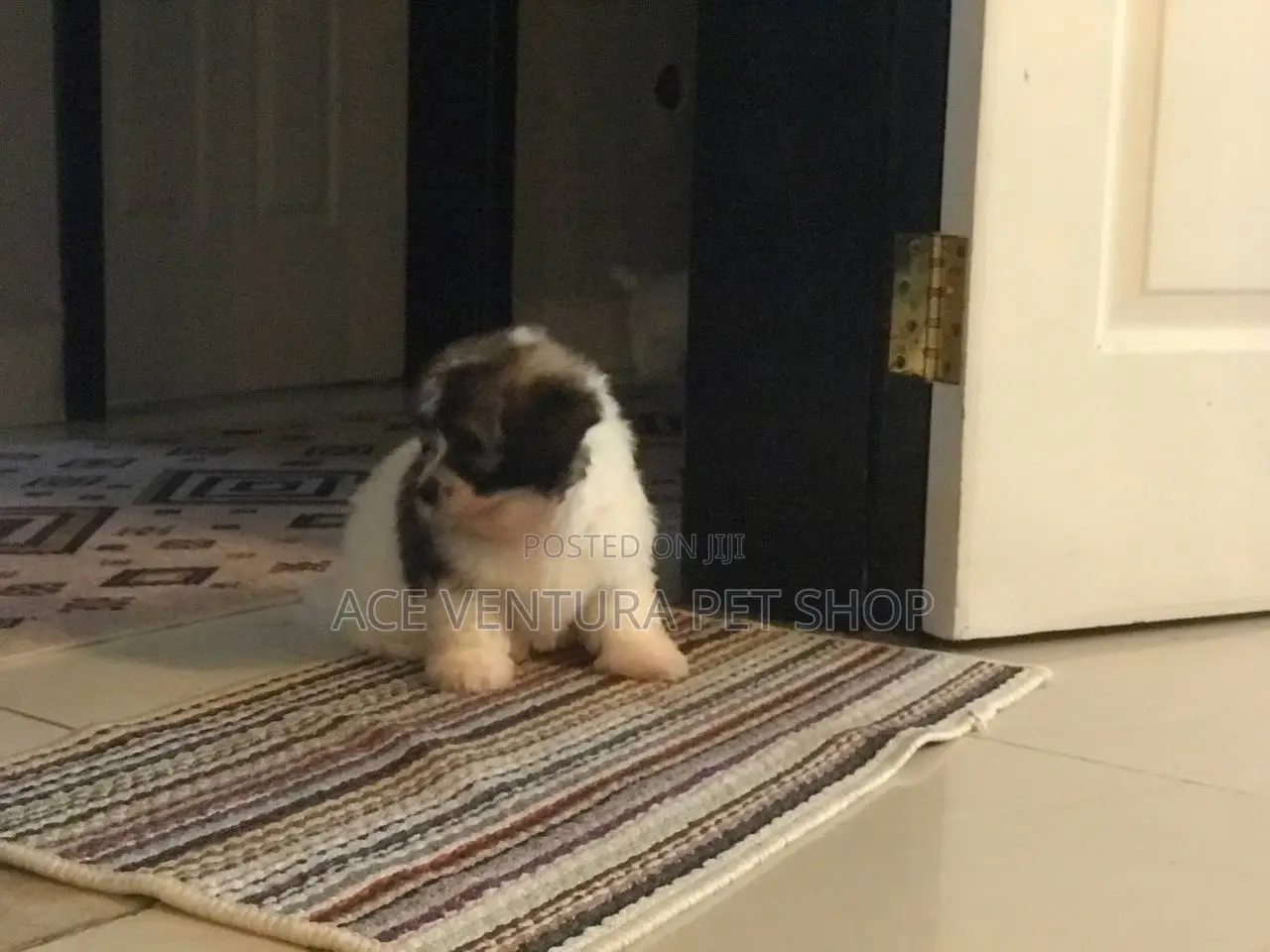 1-3 months Male Purebred Maltese