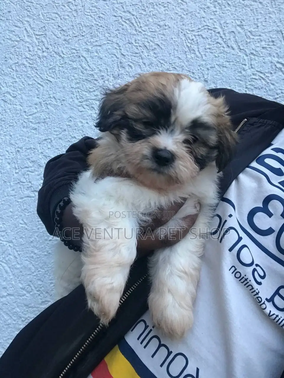 1-3 months Male Purebred Maltese