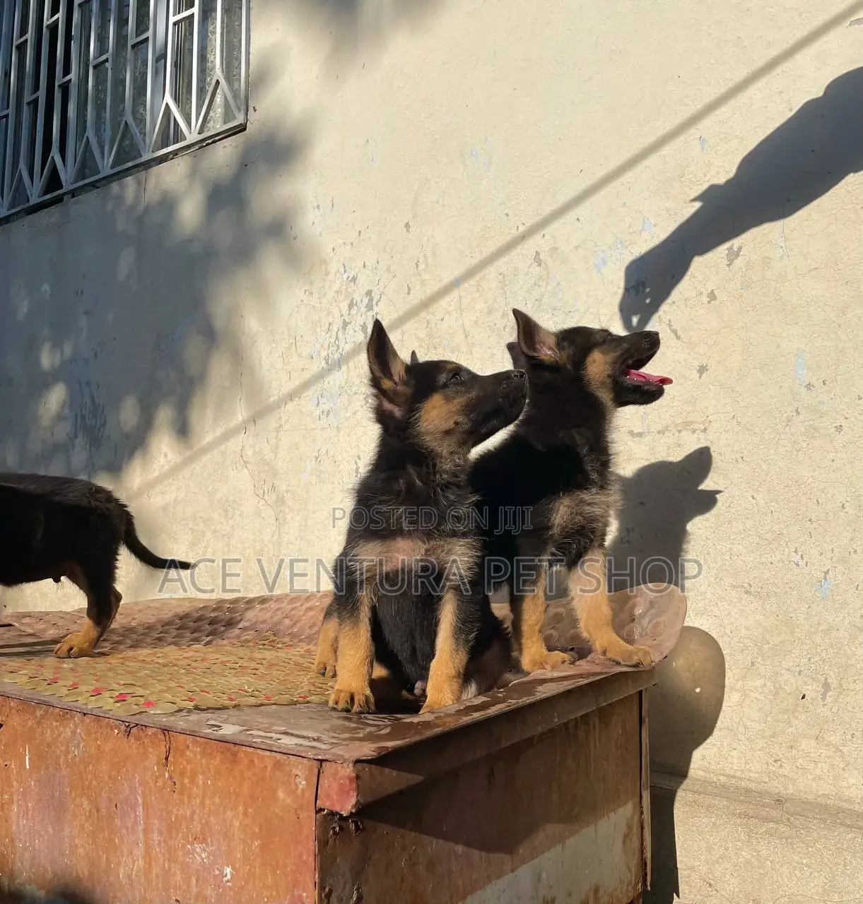 1-3 months Male Purebred German Shepherd