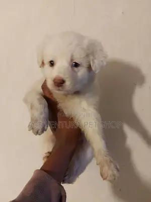 Photo - 1-3 months Male Purebred Maltese