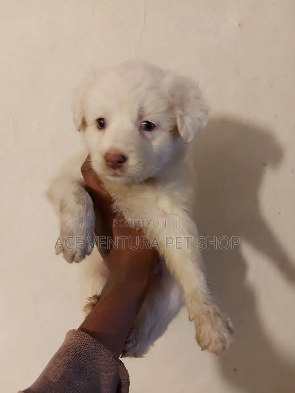 1-3 months Male Purebred Maltese