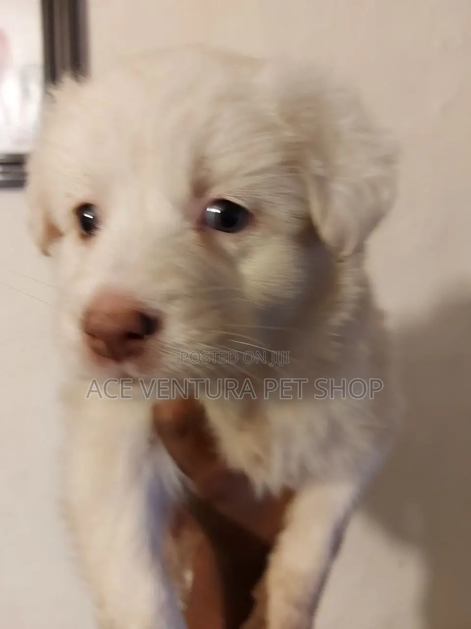 1-3 months Male Purebred Maltese