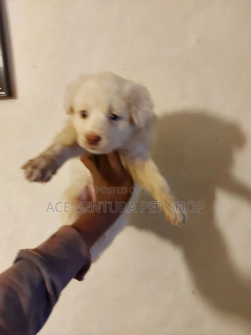 1-3 months Male Purebred Maltese