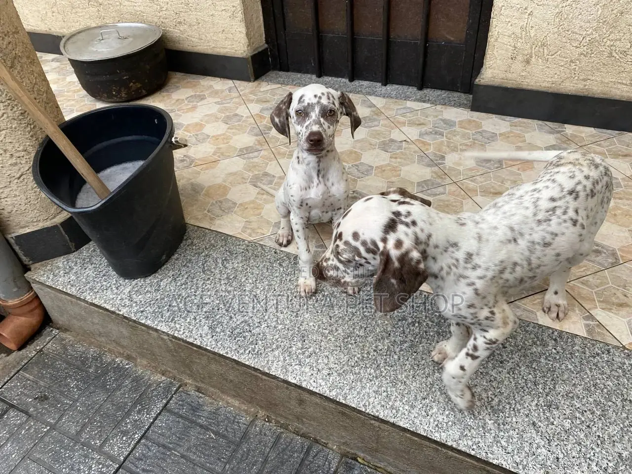 1-3 months Male Purebred Dalmatian