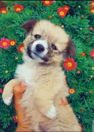 Photo - 1-3 months Male Purebred Maltese