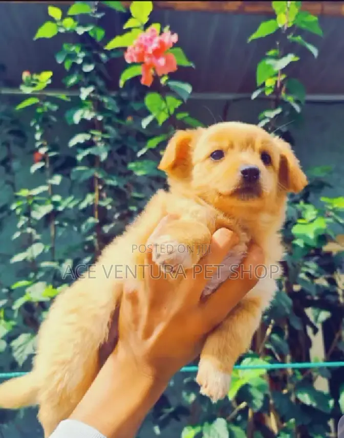 1-3 months Male Purebred Pomeranian