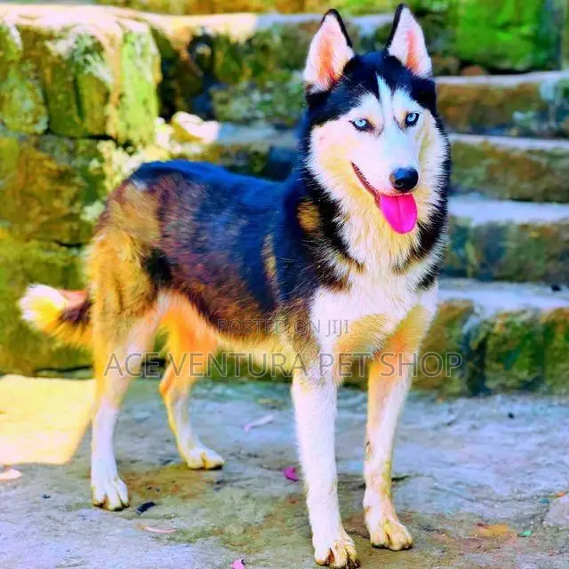 1-3 months Male Purebred Siberian Husky