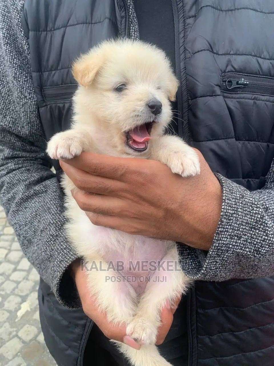1-3 months Female Purebred Maltese