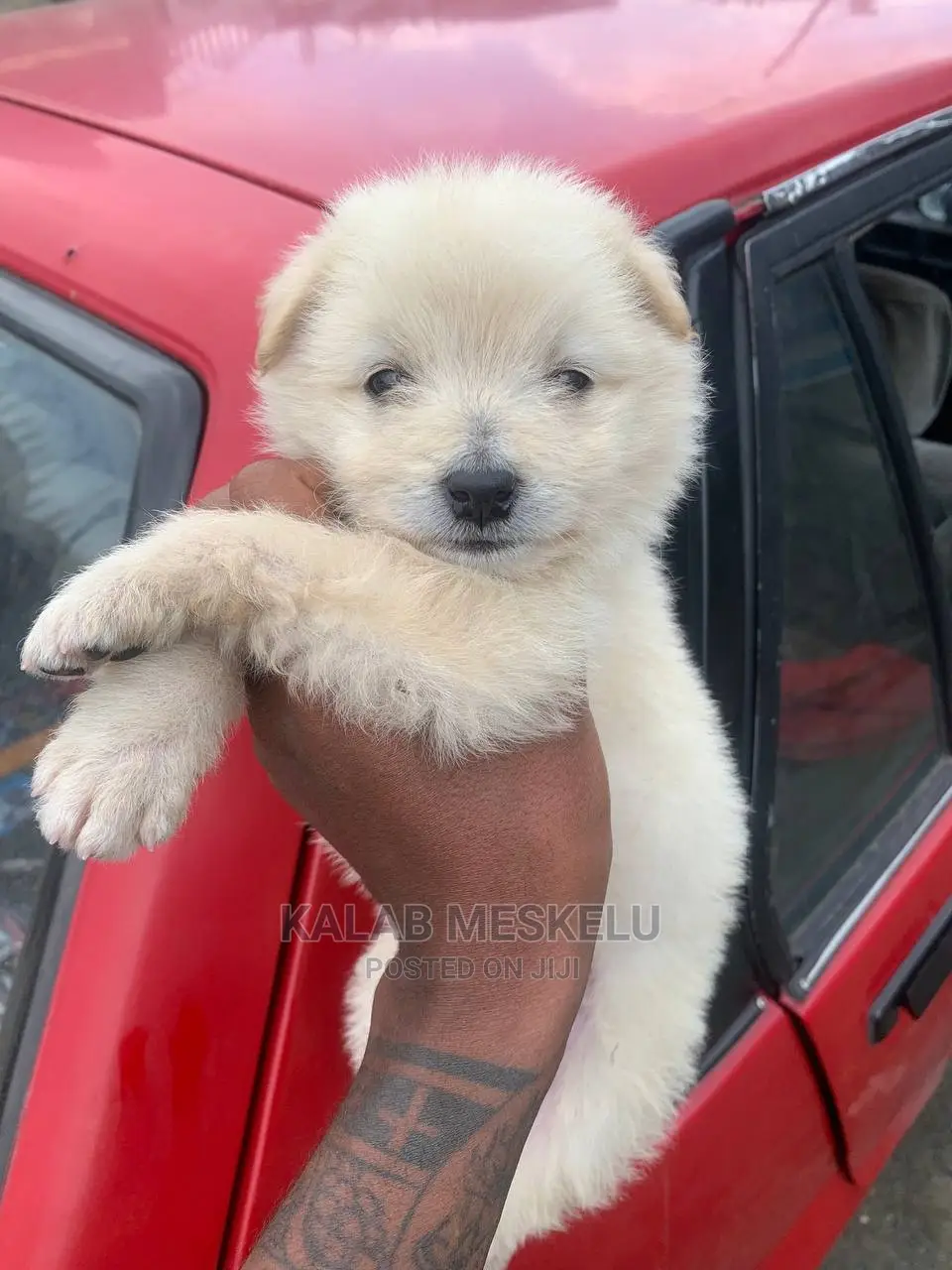 1-3 months Female Purebred Maltese