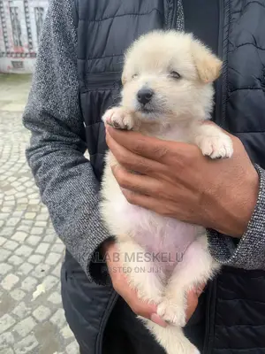 1-3 months Female Purebred Maltese