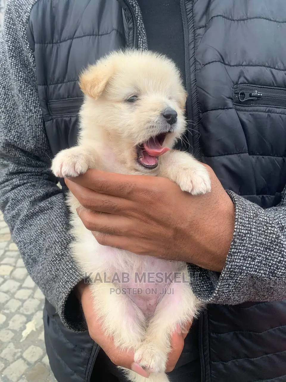 1-3 months Female Purebred Maltese