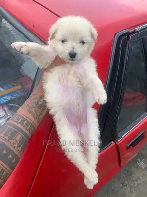 1-3 months Female Purebred Maltese