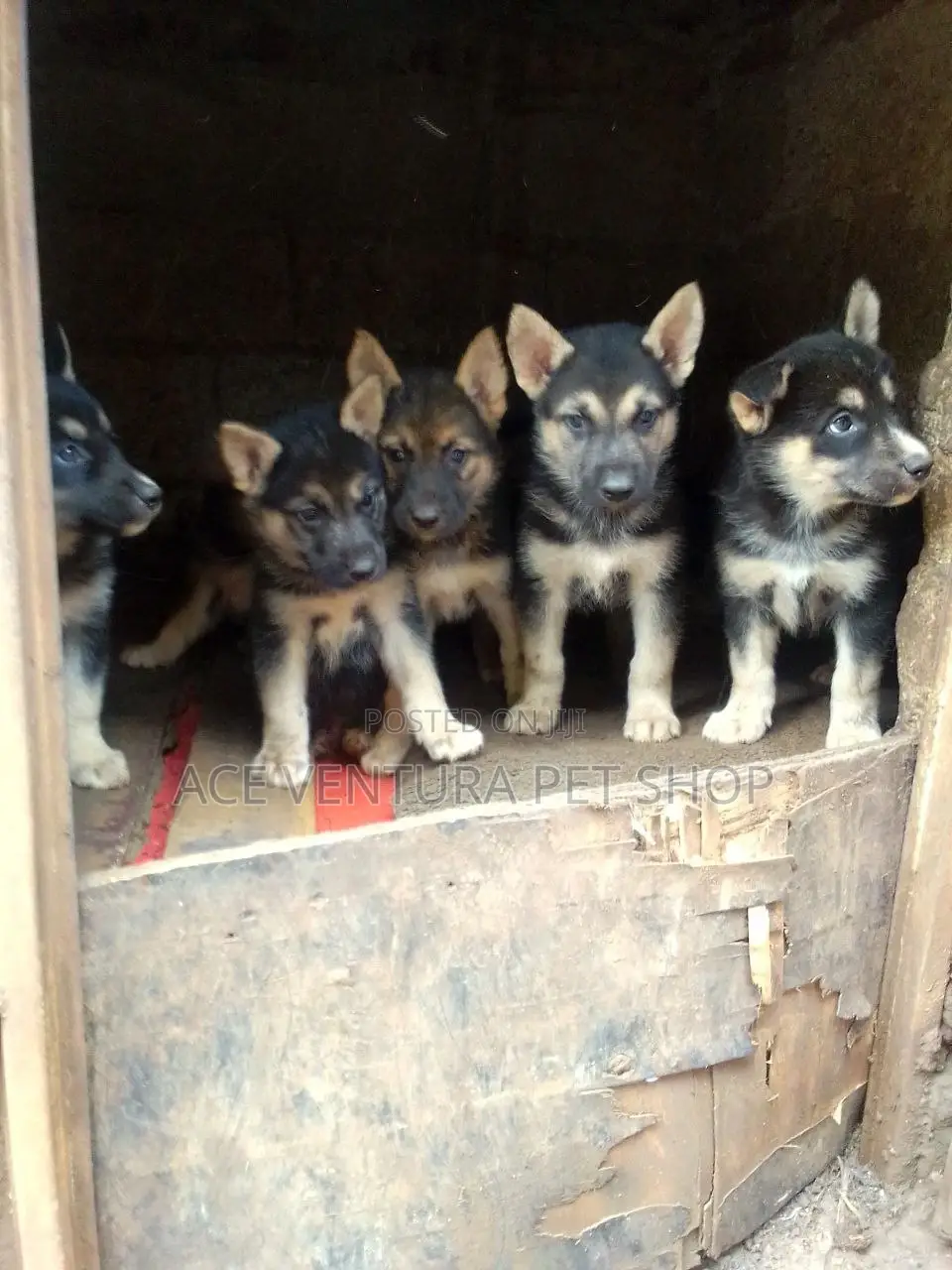 1-3 months Male Purebred German Shepherd