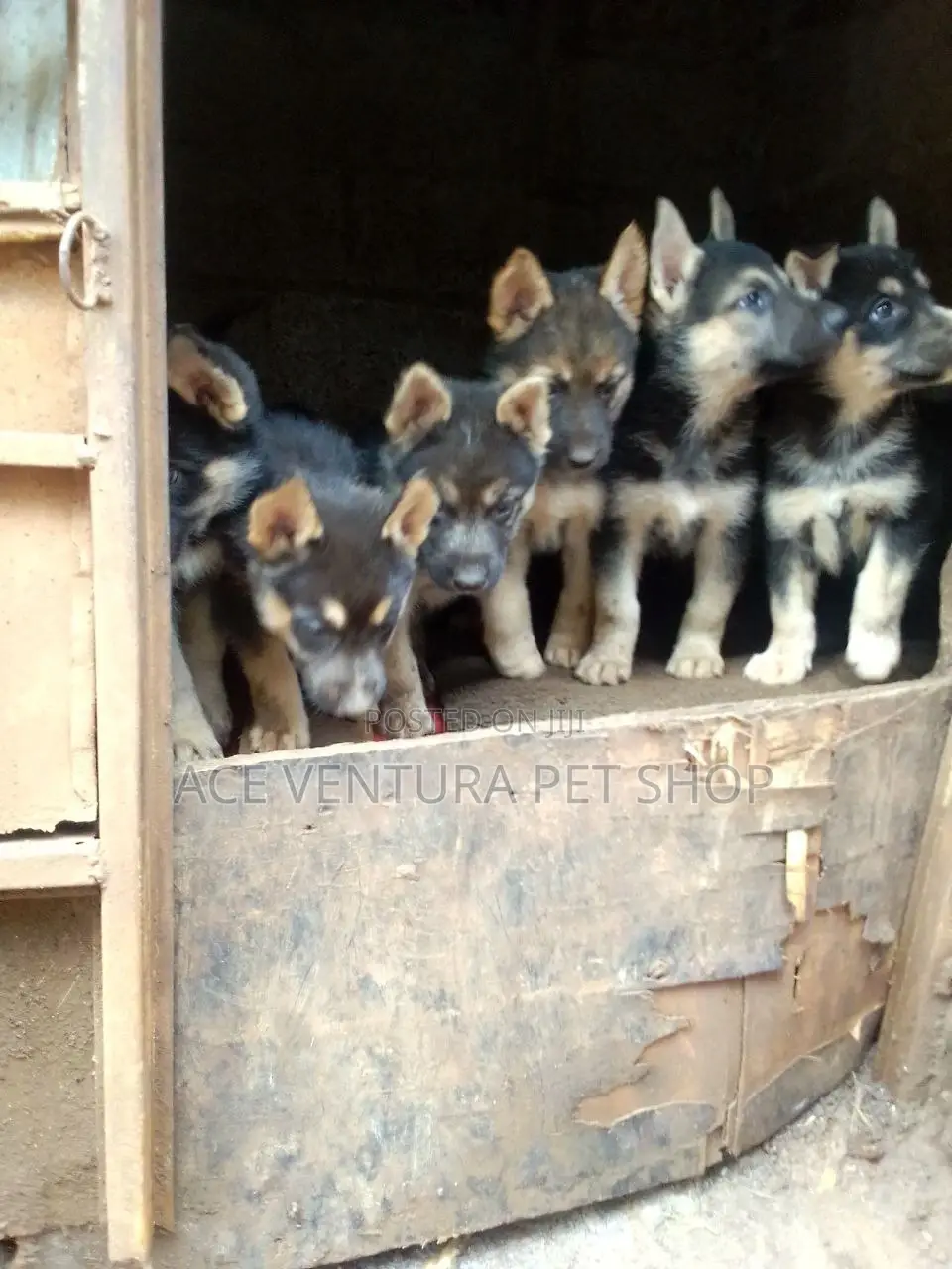 1-3 months Male Purebred German Shepherd