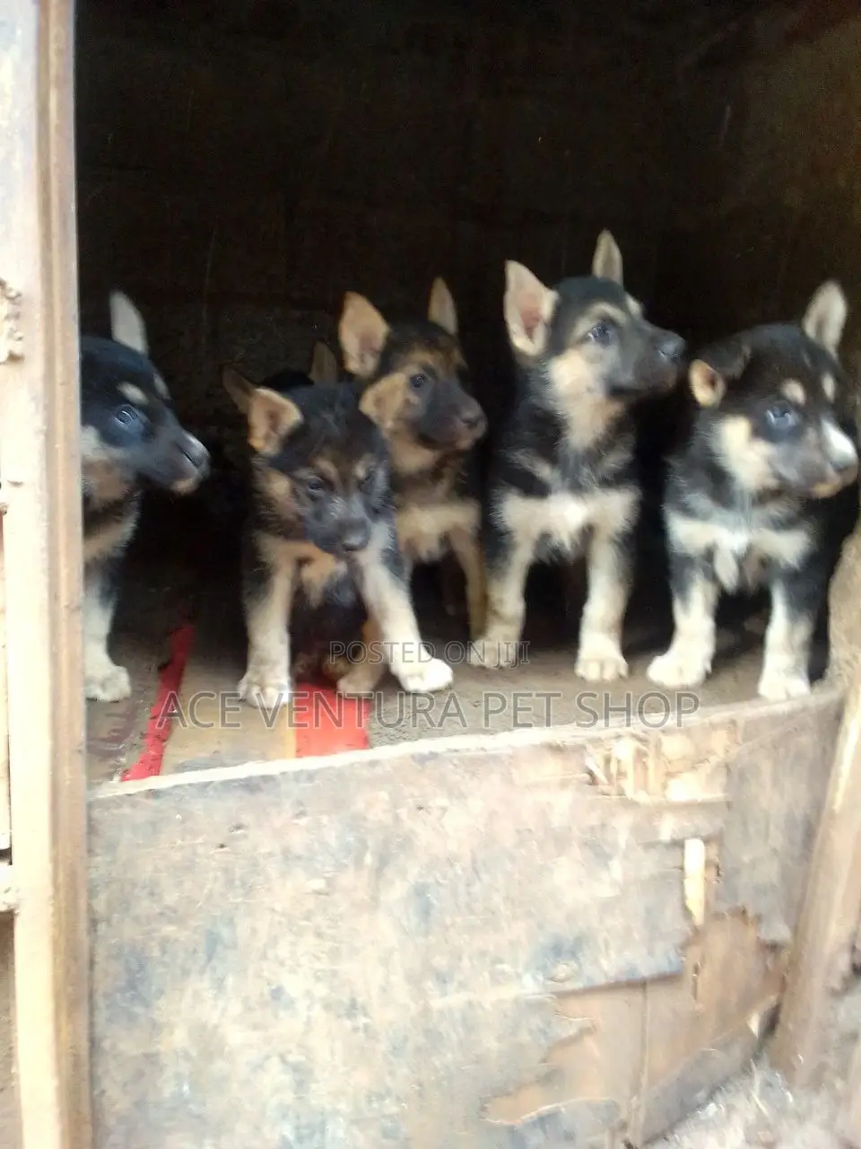 1-3 months Male Purebred German Shepherd