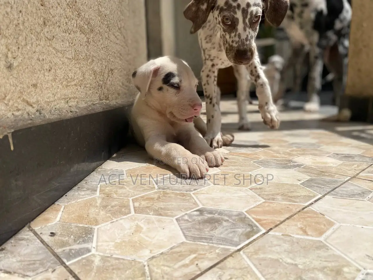 1-3 months Male Purebred Dalmatian