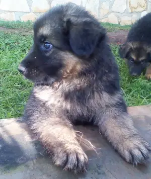 Photo - 1-3 months Male Purebred German Shepherd