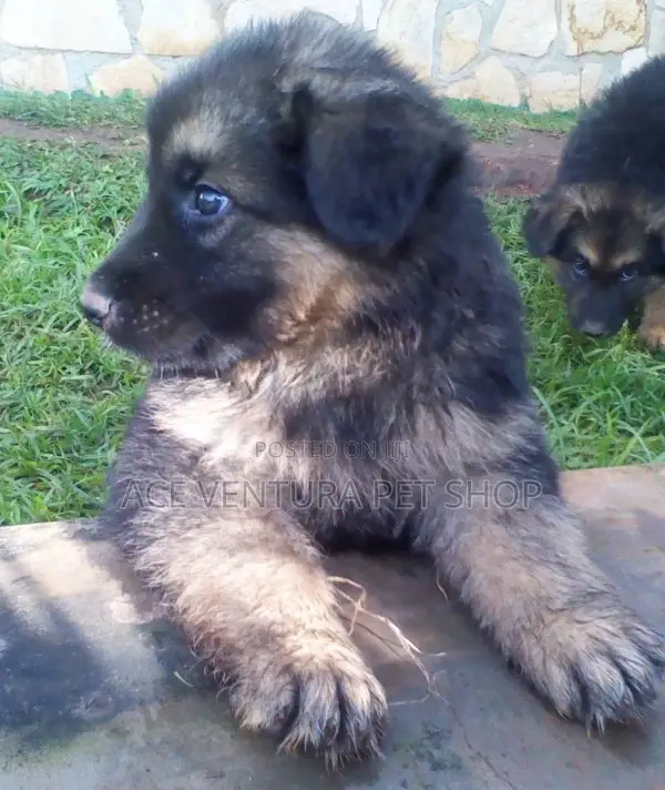 1-3 months Male Purebred German Shepherd