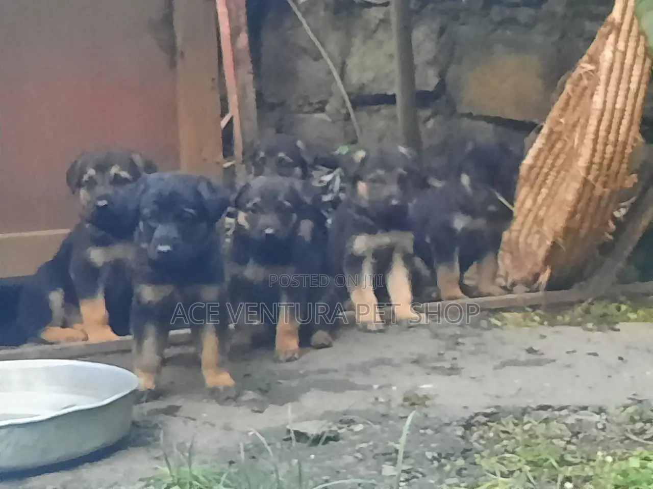 1-3 months Male Purebred German Shepherd