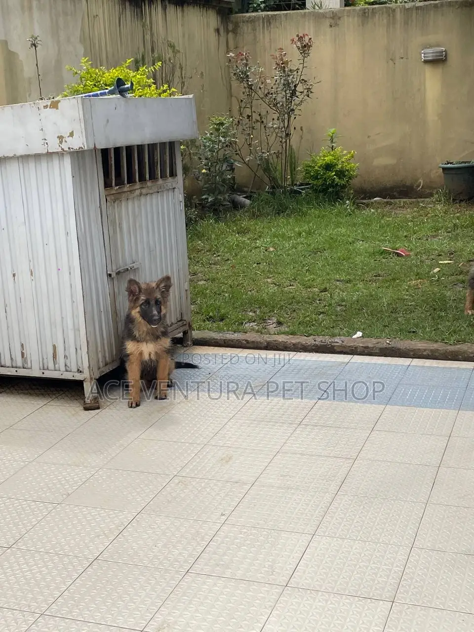 1-3 months Female Purebred German Shepherd