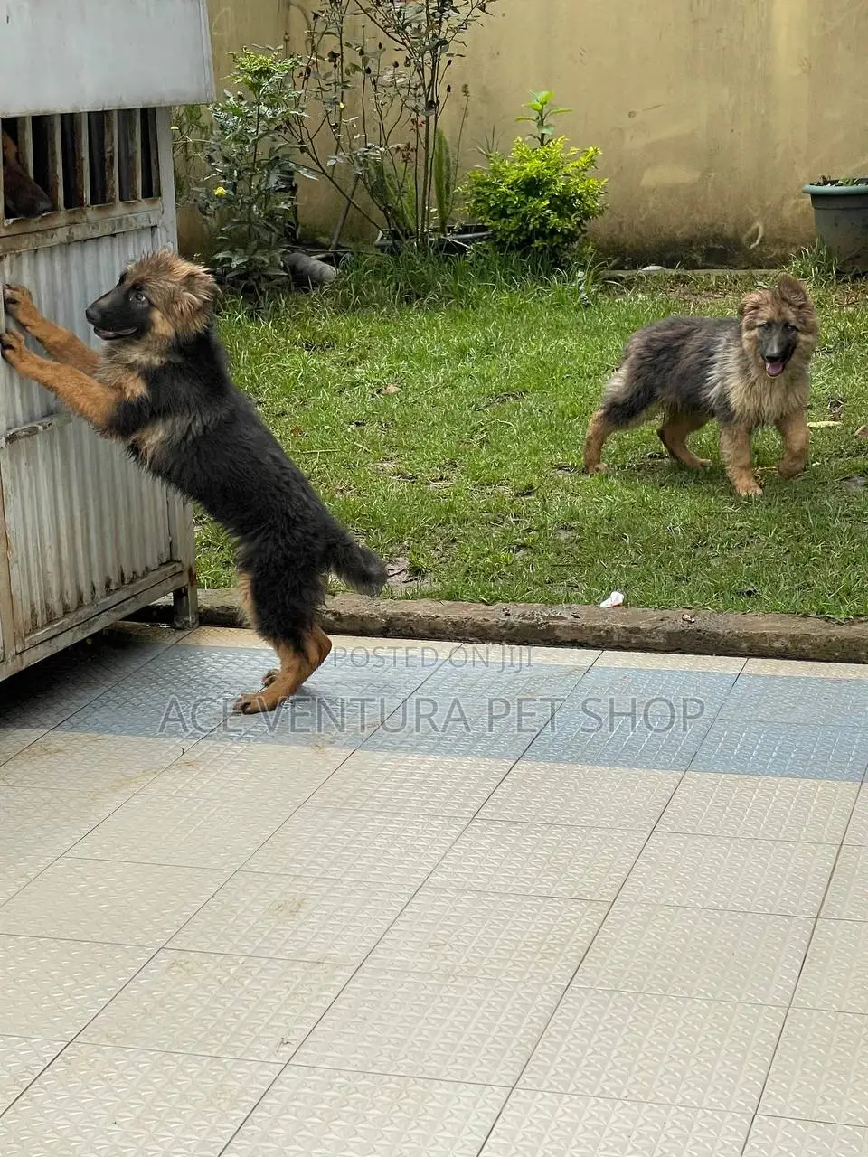 1-3 months Female Purebred German Shepherd