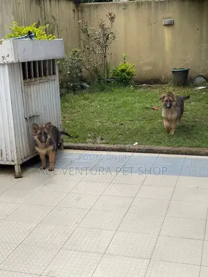 1-3 months Female Purebred German Shepherd