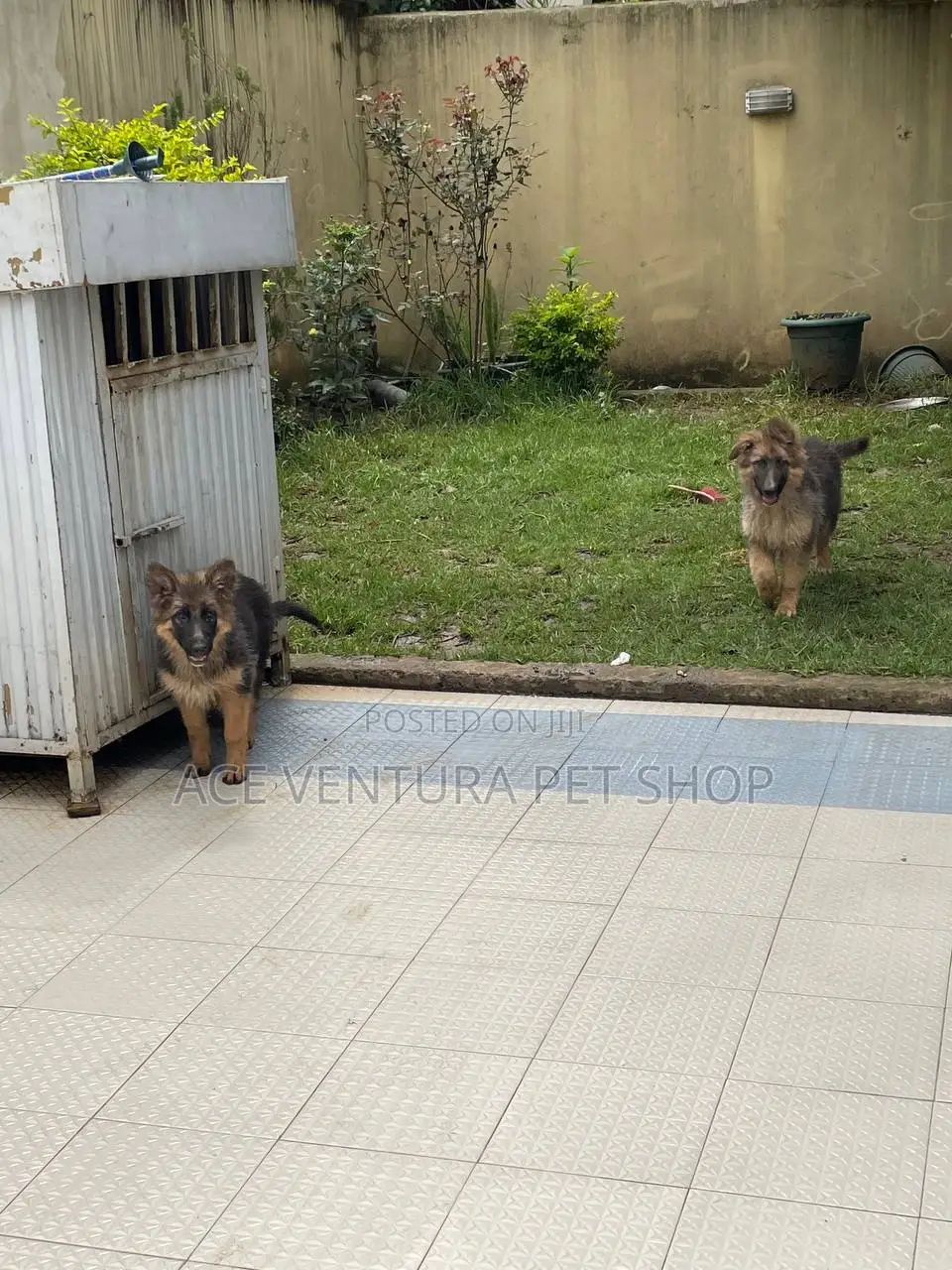 1-3 months Female Purebred German Shepherd