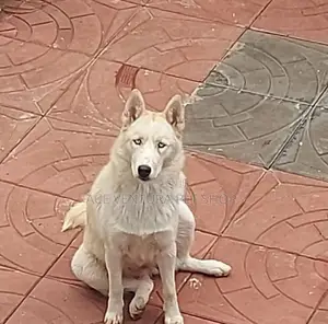 Photo - 1-3 months Male Purebred Siberian Husky