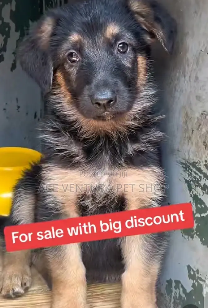 1-3 months Male Purebred German Shepherd