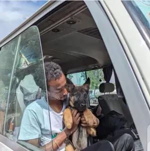 Photo - 1-3 months Male Purebred German Shepherd