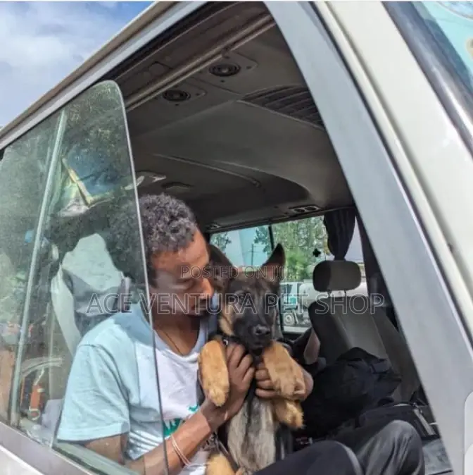 1-3 months Male Purebred German Shepherd