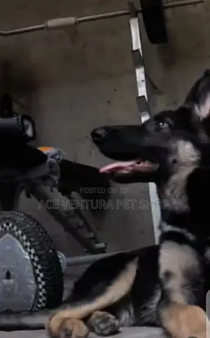 3-6 months Male Purebred German Shepherd