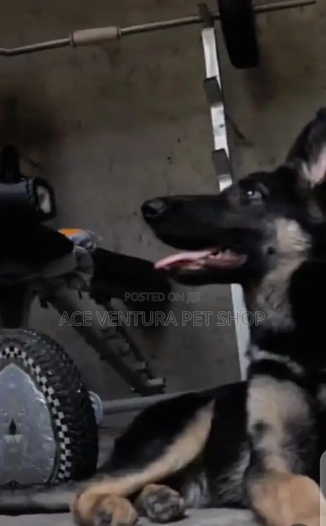 3-6 months Male Purebred German Shepherd