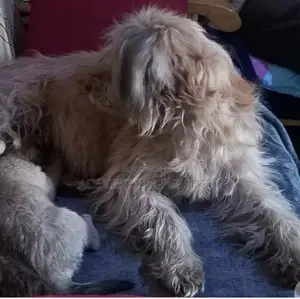 1-3 months Male Purebred Maltese