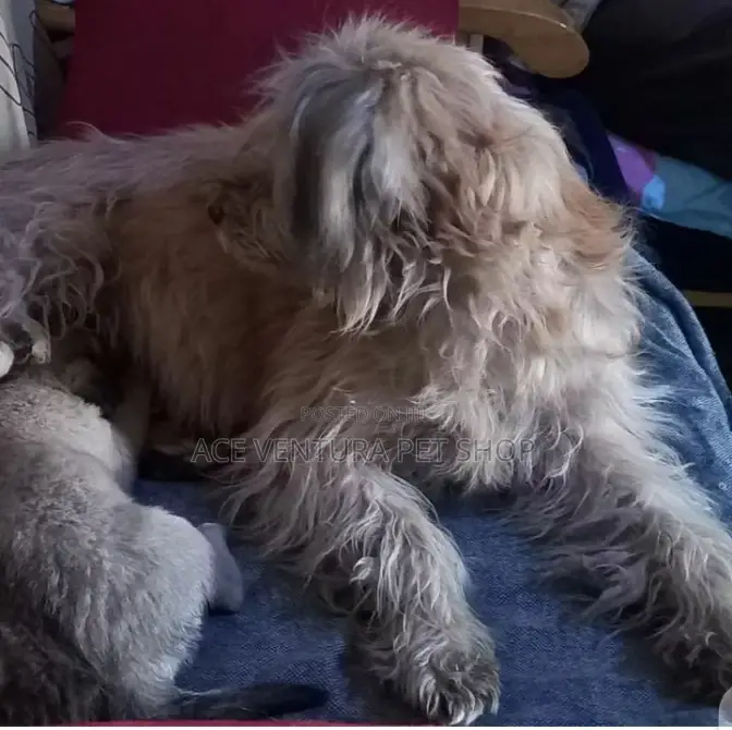 1-3 months Male Purebred Maltese