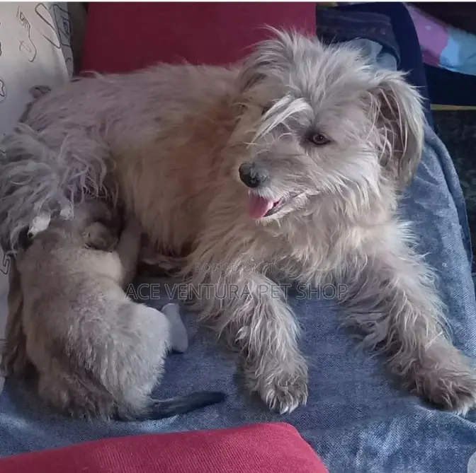 1-3 months Male Purebred Maltese