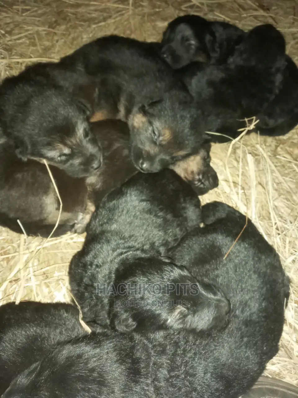 1-3 months Male Purebred German Shepherd