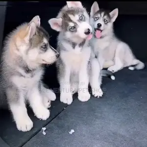 Photo - 1-3 months Male Purebred Siberian Husky