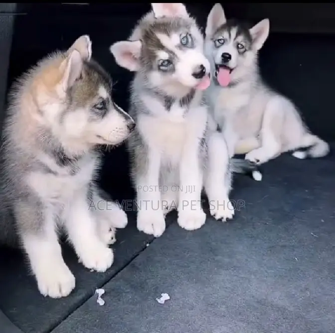 1-3 months Male Purebred Siberian Husky