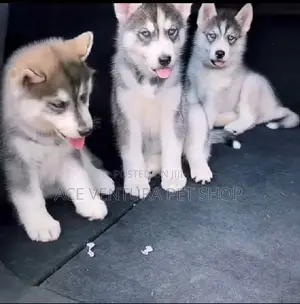 1-3 months Male Purebred Siberian Husky