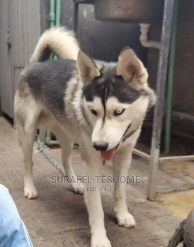 6-12 months Male Purebred Siberian Husky