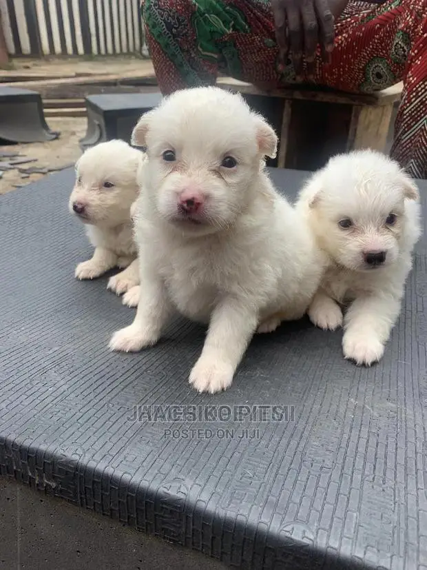 1-3 months Male Purebred Maltese