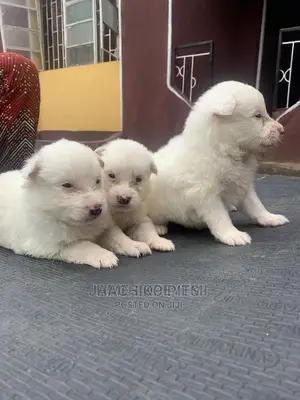 1-3 months Male Purebred Maltese