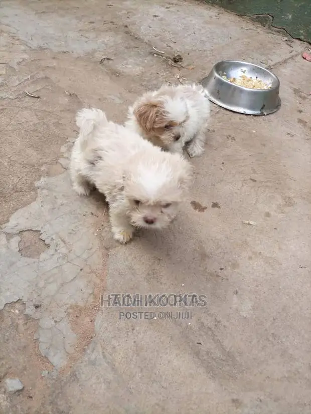 1-3 months Male Purebred Maltese