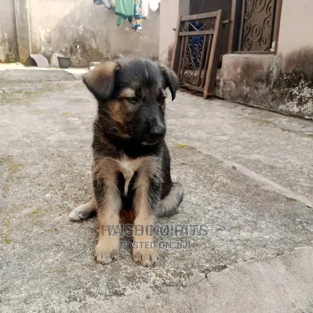 1-3 months Male Purebred German Shepherd