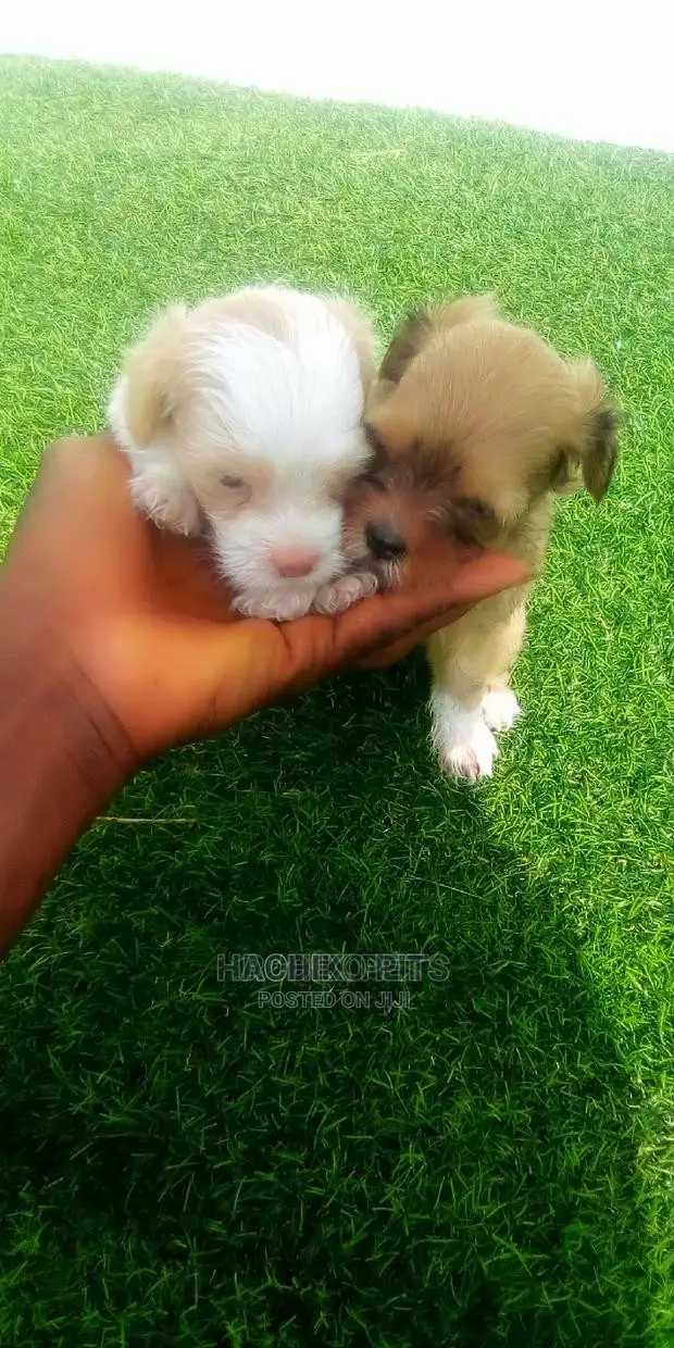 1-3 months Male Purebred German Shepherd