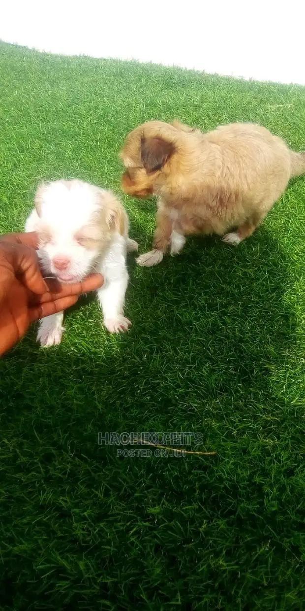 1-3 months Male Purebred German Shepherd