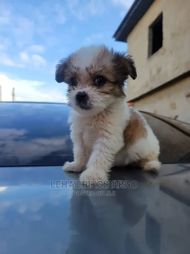 1-3 months Male Purebred Maltese